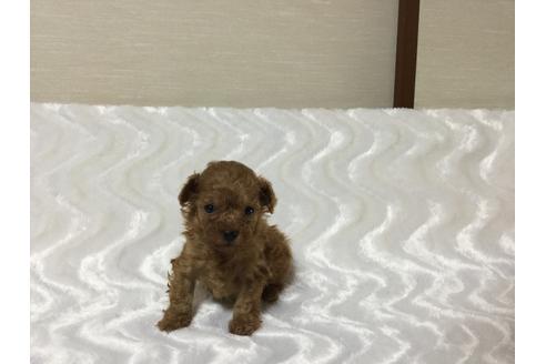成約済の福岡県のトイプードル-17405の2枚目